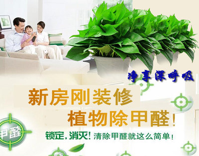 吊綠蘿